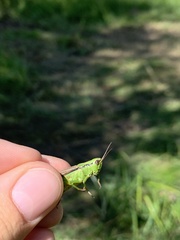 Mecostethus parapleurus