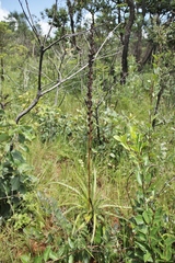 Dyckia brasiliana