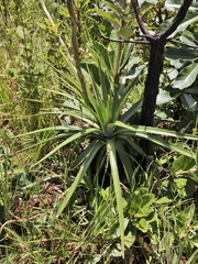 Dyckia brasiliana