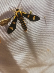 Phoenicoprocta hampsonii