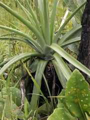 Dyckia brasiliana