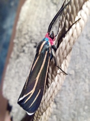 Ctenucha venosa