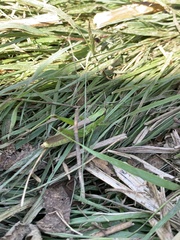 Mecostethus parapleurus