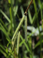 Macroptilium monophyllum