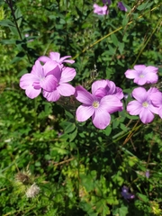 Linum hypericifolium
