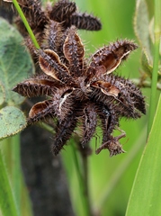 Mimosa debilis