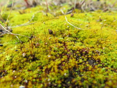Funaria hygrometrica