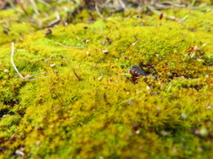 Funaria hygrometrica