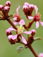 Heteropterys pteropetala