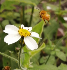Callandrena