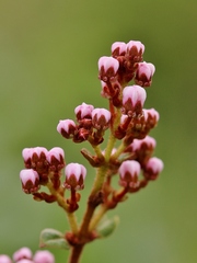 Heteropterys pteropetala