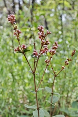 Heteropterys pteropetala