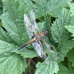 Libellula quadrimaculata