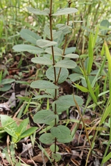 Heteropterys pteropetala