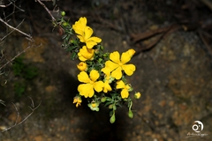 Hibbertia hypericoides