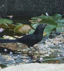 Crotophaga sulcirostris