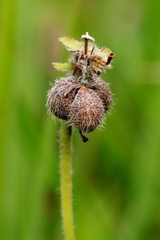 Dalechampia caperonioides
