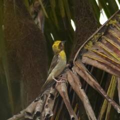 Ploceus philippinus