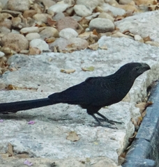 Crotophaga sulcirostris