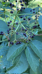 Sambucus nigra