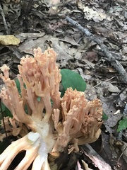 Ramaria formosa