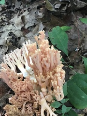 Ramaria formosa