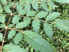 Aralia decaisneana