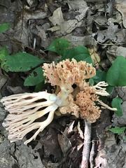 Ramaria formosa