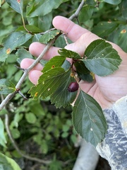 Crataegus douglasii