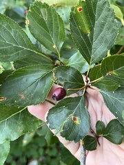 Crataegus douglasii