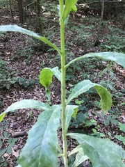 Nemorimyza posticata