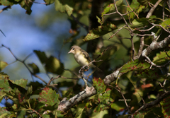 Vireo gilvus