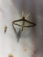 Diaphania hyalinata