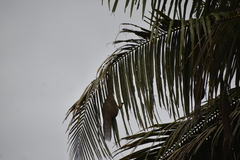 Ploceus philippinus