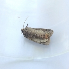 Agrotis trux
