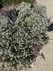 Lobularia maritima