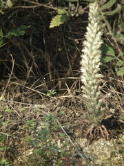 Orostachys