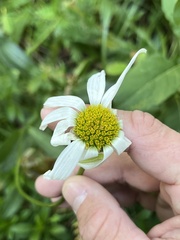Leucanthemum vulgare