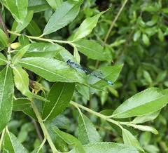 Coenagrion johanssoni