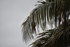 Ploceus philippinus