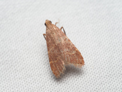 Arta epicoenalis