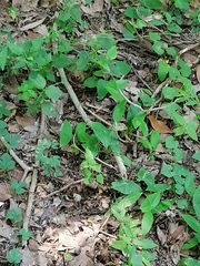 Passiflora sexocellata