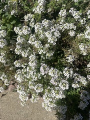 Lobularia maritima