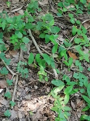Passiflora sexocellata