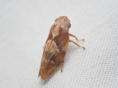 Aphrophora