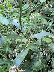 Leucanthemum vulgare