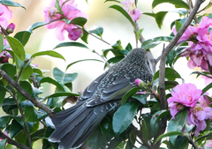 Anthochaera chrysoptera