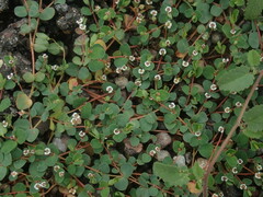 Euphorbia albomarginata