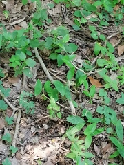 Passiflora sexocellata