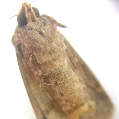 Agrotis trux